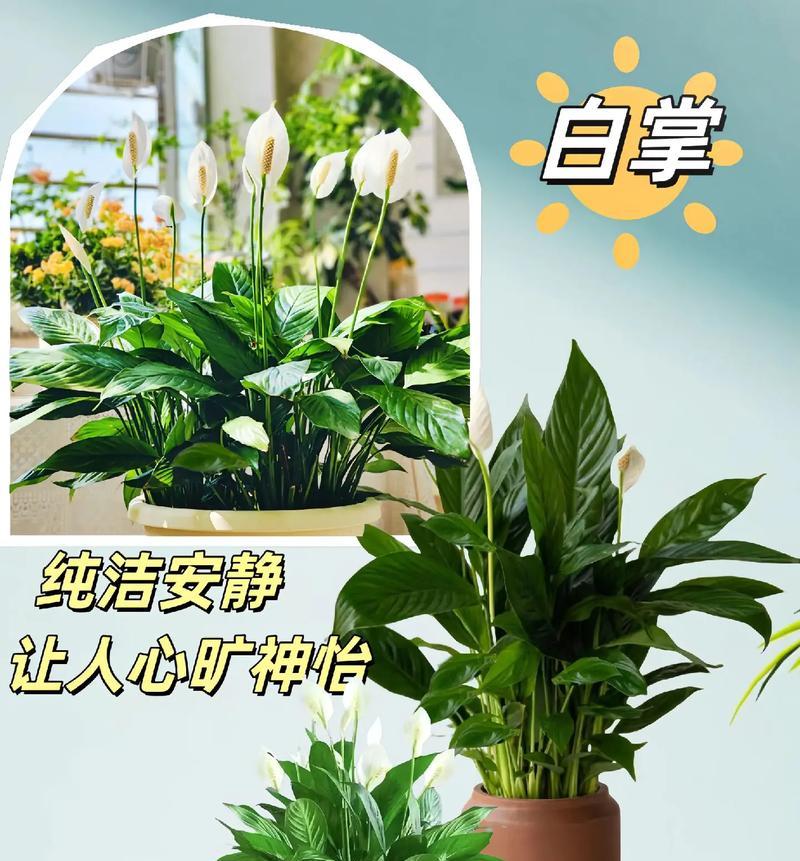 一帆风顺代表什么植物？它有什么特别含义？