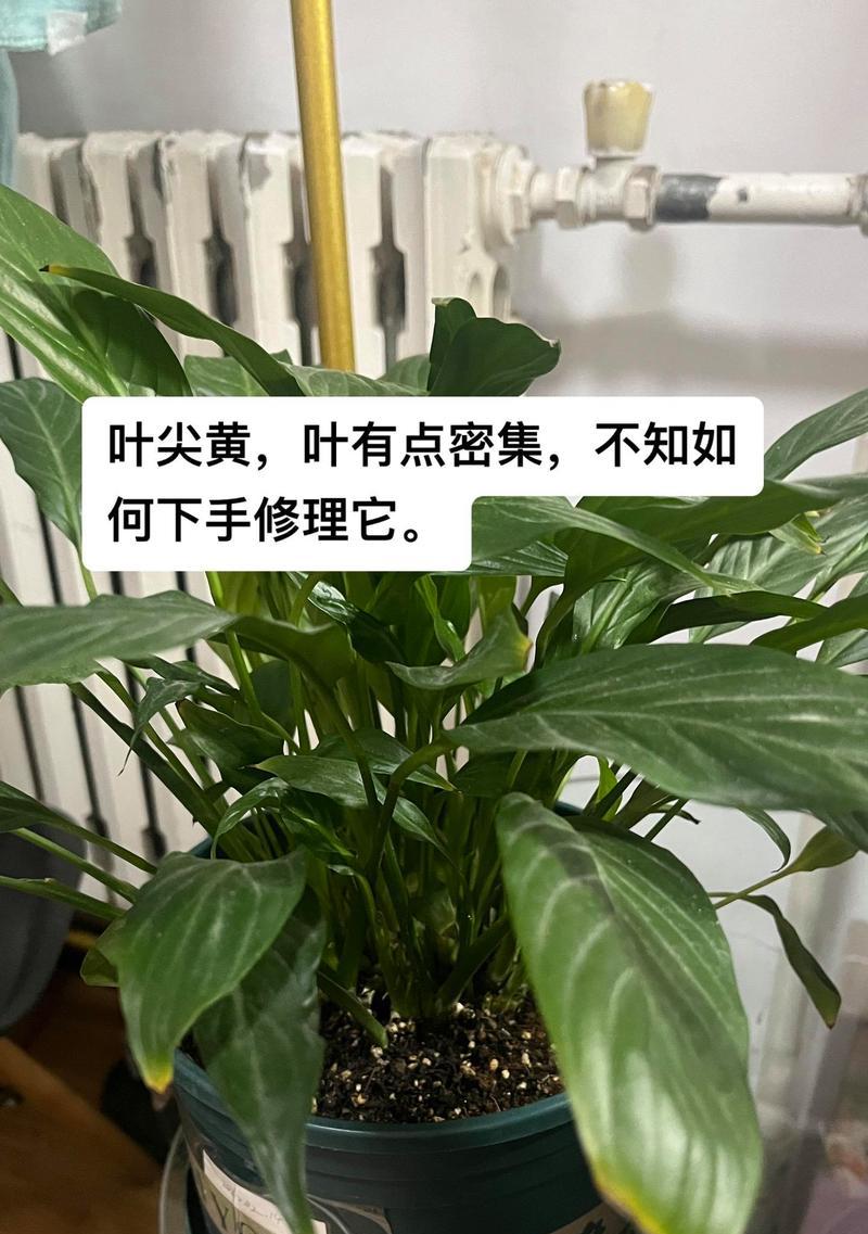 一帆风顺代表什么植物？它有什么特别含义？
