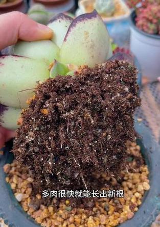 网购多肉植物的种植技巧是什么？如何确保顺利生根？
