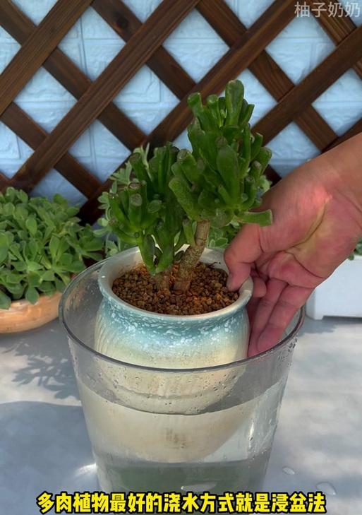 网购多肉植物的种植技巧是什么？如何确保顺利生根？
