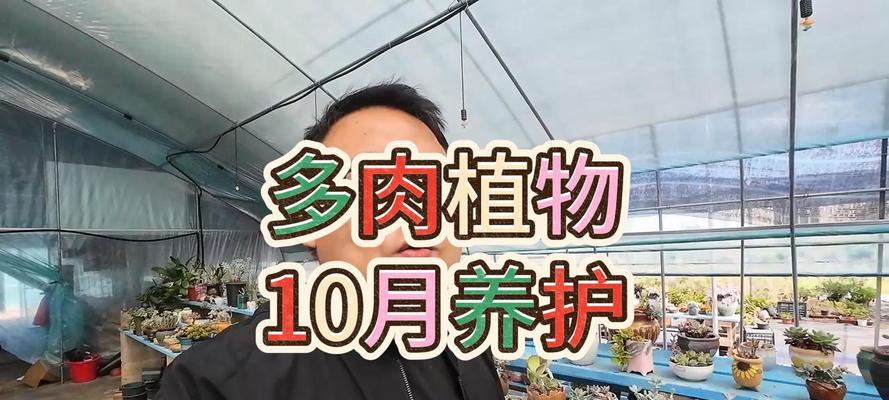 网购多肉植物的种植技巧是什么？如何确保顺利生根？