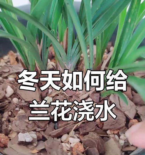 兰花浇水有哪些注意事项？
