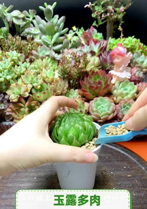 多肉植物玉露怎么繁殖？繁殖玉露的方法有哪些？