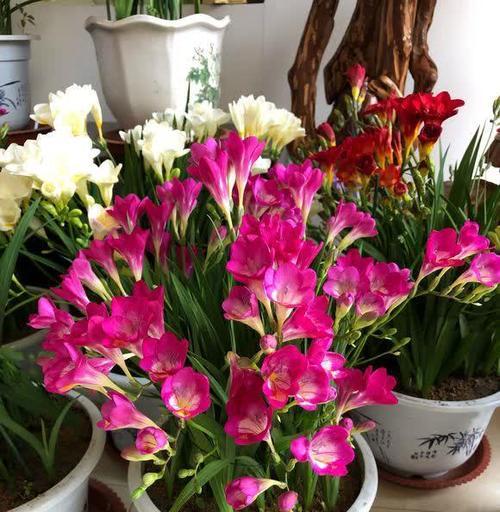 冬天养什么花草好？冬季花草养护有哪些注意事项？