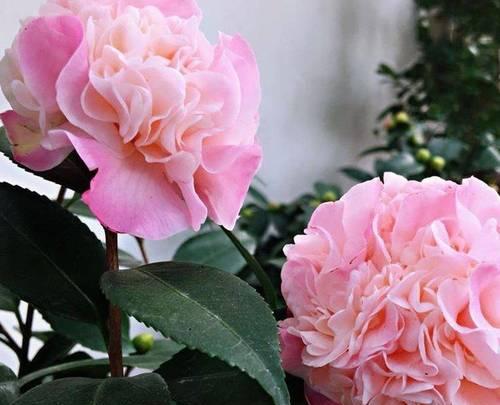 冬天养什么花草好？冬季花草养护有哪些注意事项？