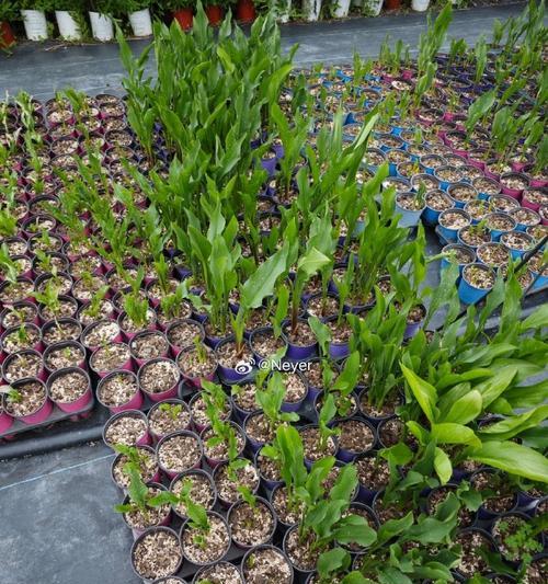 马蹄莲种子如何发芽？发芽前需要做哪些准备工作？