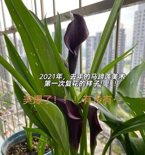 马蹄莲种子如何发芽？发芽前需要做哪些准备工作？