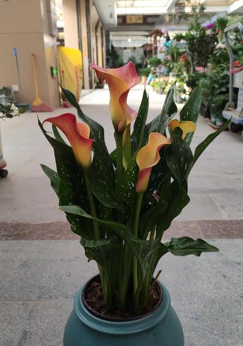 马蹄莲种子如何发芽？发芽前需要做哪些准备工作？