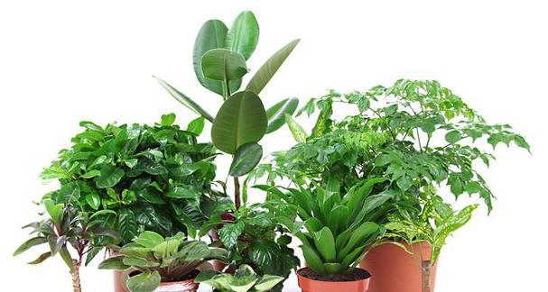 室内植物选择有哪些技巧？哪些花卉适合室内环境？