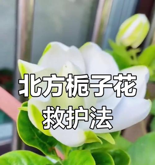 栀子花黄叶的处理方法是什么？