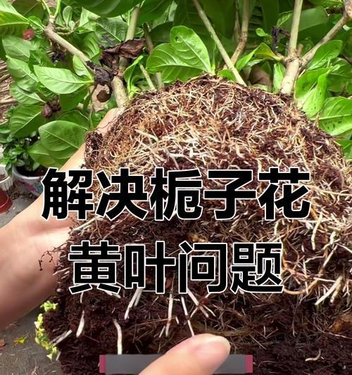 栀子花黄叶的处理方法是什么？