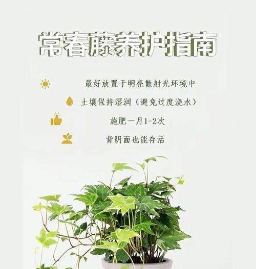 进化空气的植物有哪些？它们是如何净化空气的？