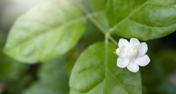 茉莉花是什么？茉莉花的特点是什么？