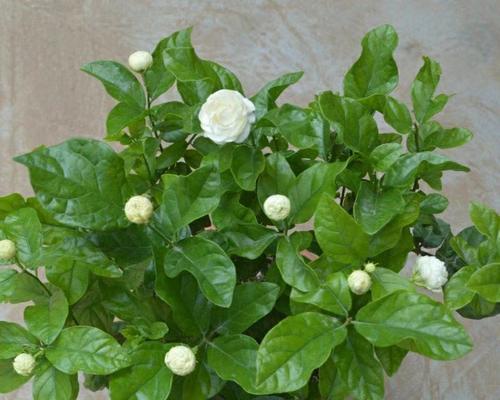 茉莉花是什么？茉莉花的特点是什么？