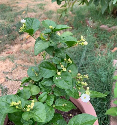 茉莉花是什么？茉莉花的特点是什么？