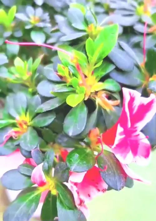 杜鹃花修剪技巧有哪些？如何修剪才能促进新枝生长？