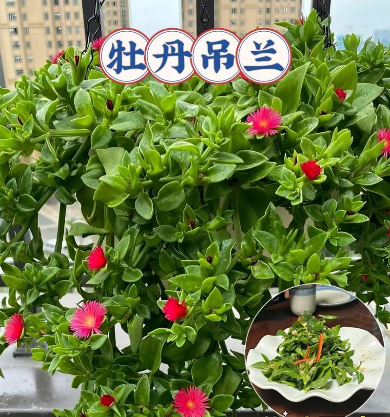 牡丹的养殖方法有哪些？