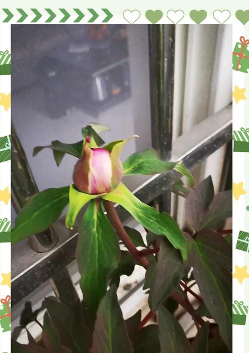 牡丹的养殖方法有哪些？