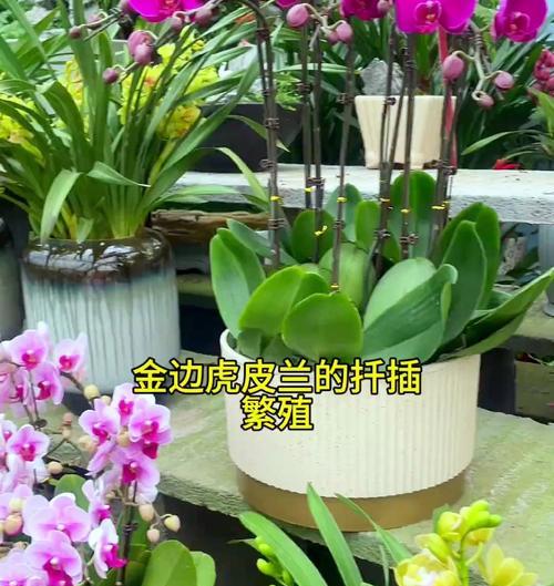 虎皮兰繁殖的有效方法是什么？