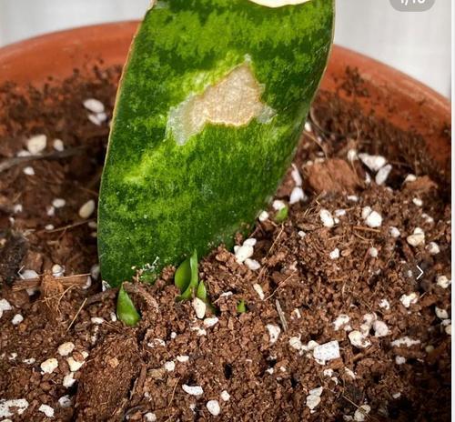 虎皮兰繁殖的有效方法是什么？