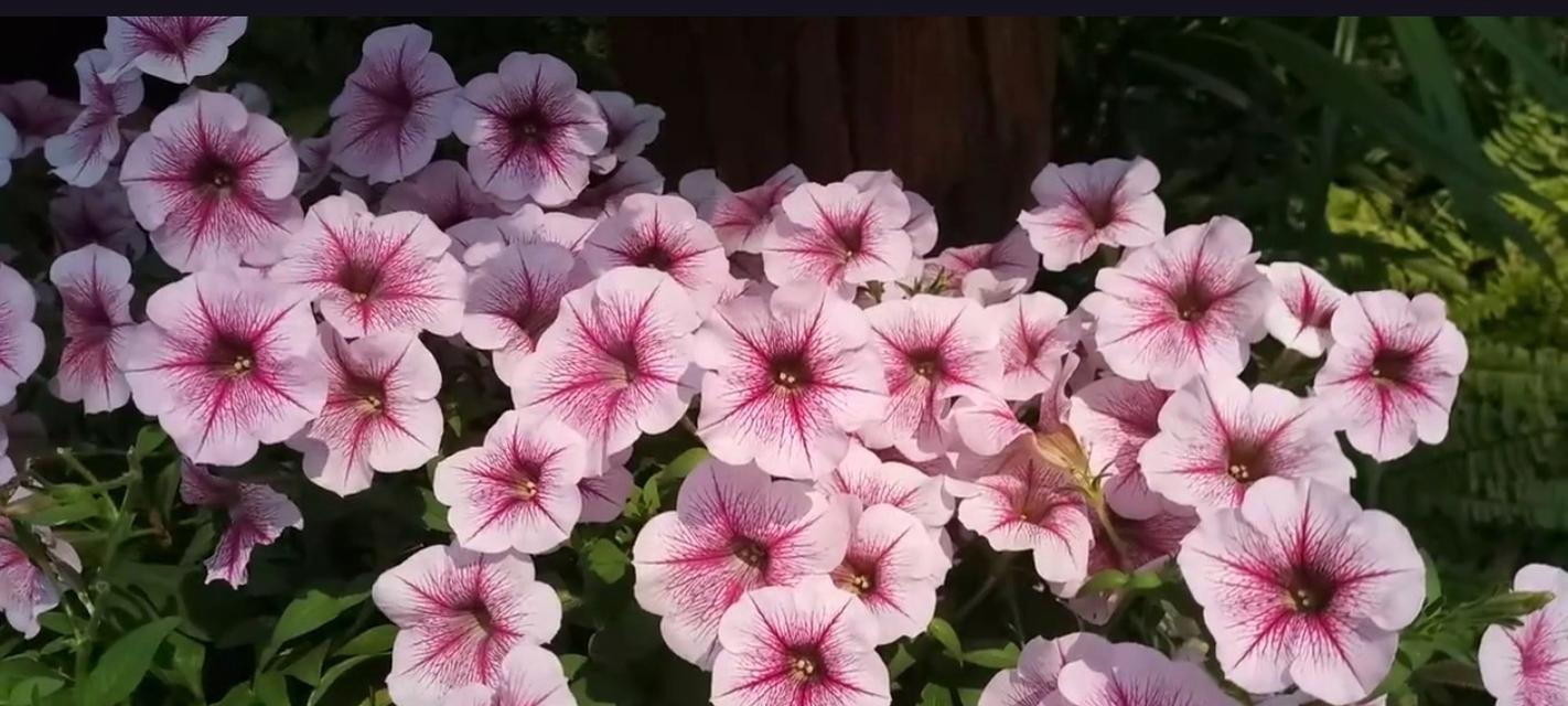 四季草花有哪些种类？它们的养护和管理要点是什么？