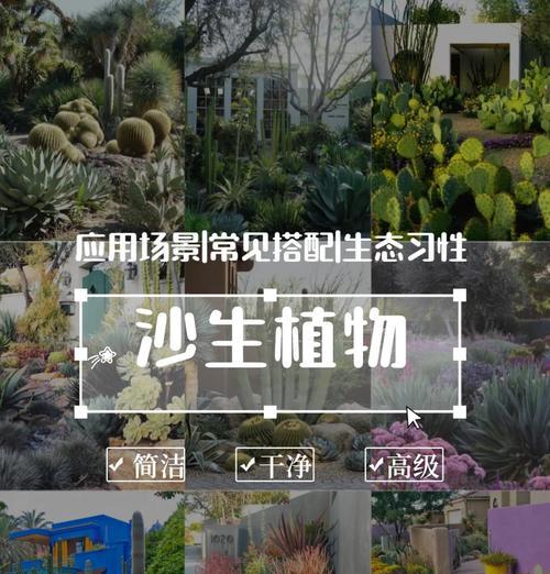 曼珠沙华的种植技巧是什么？种植过程中应注意什么问题？