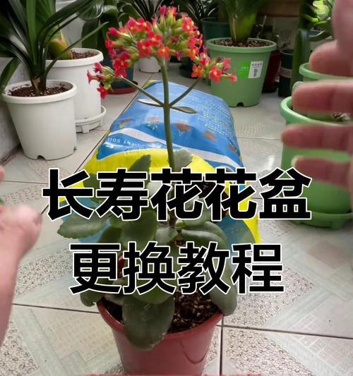 长寿花移植的最佳时机是什么时候？如何操作？
