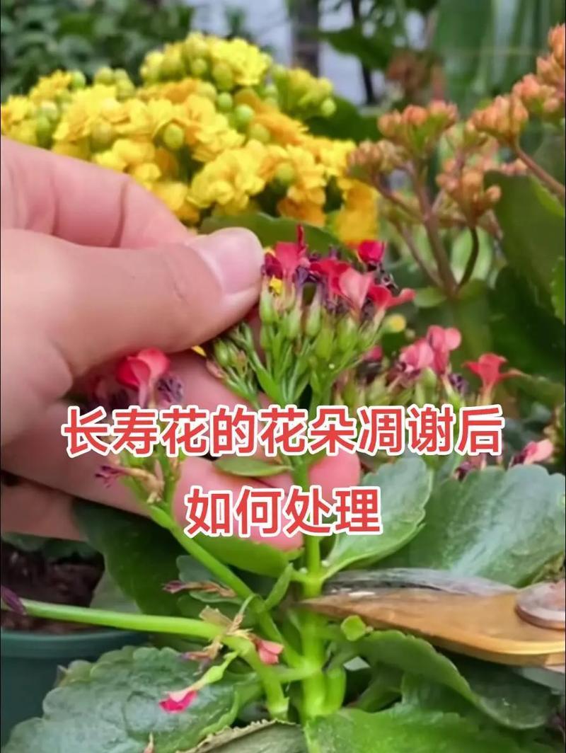 长寿花移植的最佳时机是什么时候？如何操作？