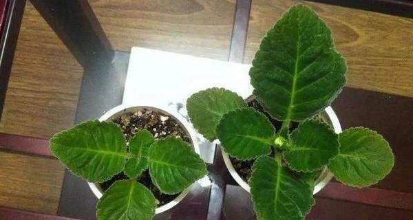 大岩桐种球种植步骤是什么？怎样才能成功发芽？