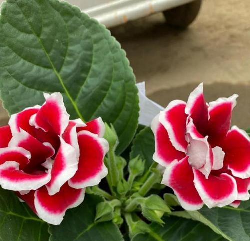 大岩桐种球种植步骤是什么？怎样才能成功发芽？