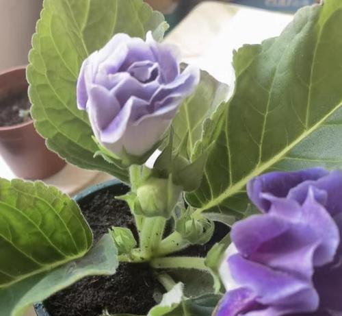 大岩桐种球种植步骤是什么？怎样才能成功发芽？