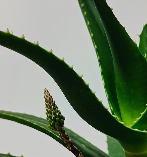 芦荟叶子发黄的原因是什么？如何解决芦荟叶子发黄的问题？