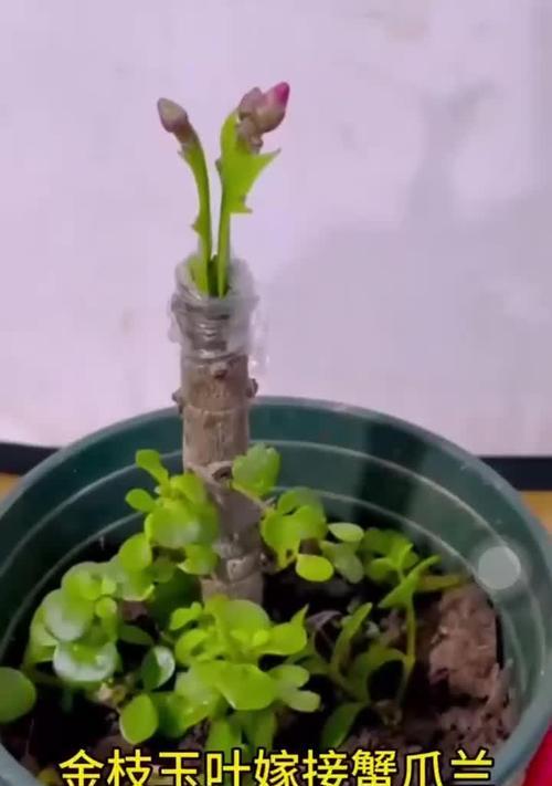 蟹爪兰嫁接技巧是什么？如何快速让蟹爪兰成活？