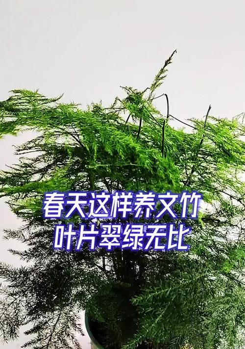 文竹的养殖方法是什么？如何保持文竹叶片翠绿？