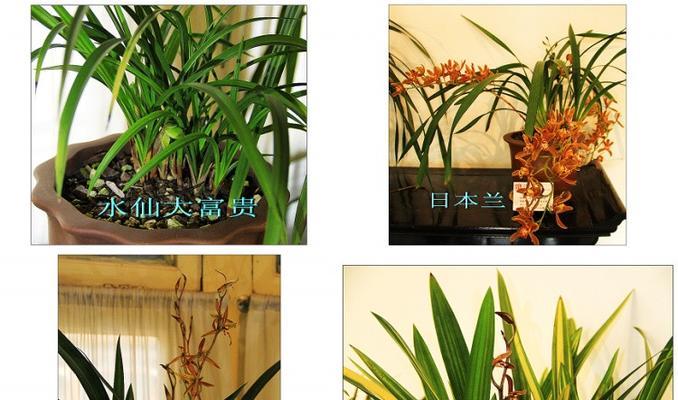如何区分不同品种的兰花？