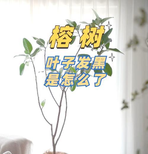 幸福树叶子卷曲的原因是什么？如何恢复其正常生长？