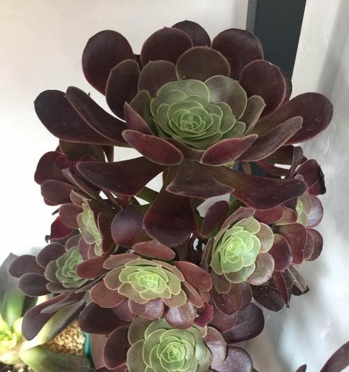 紫羊绒植物变色的条件是什么？怎样促进其颜色变化？