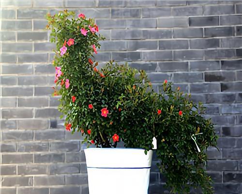南阳台适合养什么花？如何选择适合南阳台的花卉？