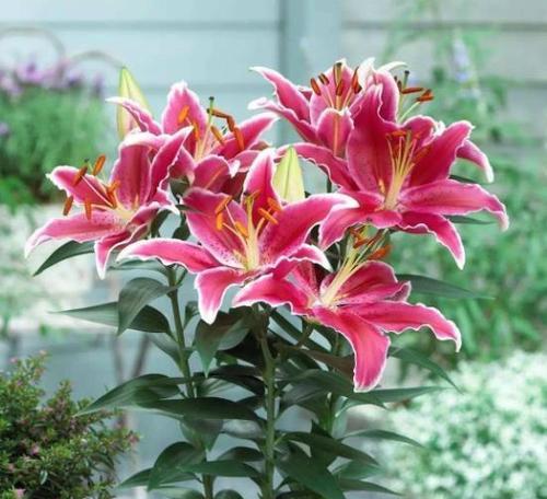 夏天有哪些花卉会开花？如何选择适合夏季种植的花卉？