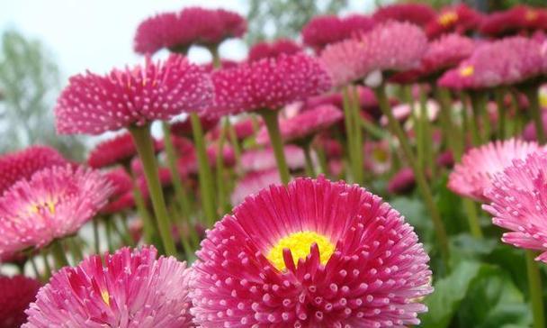 夏天有哪些花卉会开花？如何选择适合夏季种植的花卉？