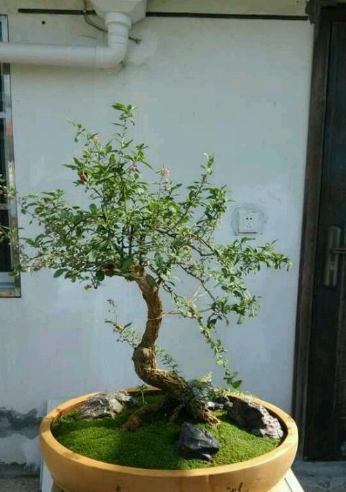 北京青绿苔草盆栽培育现状如何？青绿苔草盆栽的市场前景如何？