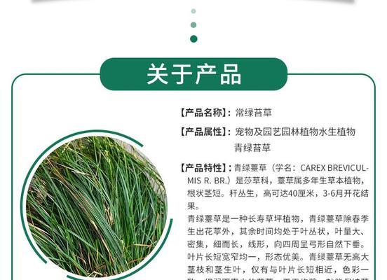 北京青绿苔草盆栽培育现状如何？青绿苔草盆栽的市场前景如何？