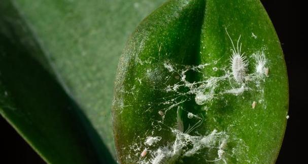 花卉的日常养护技巧有哪些？如何处理花卉常见病虫害？