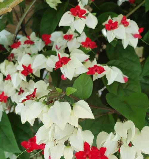 龙吐珠花的养殖技巧有哪些？龙吐珠花如何繁殖？