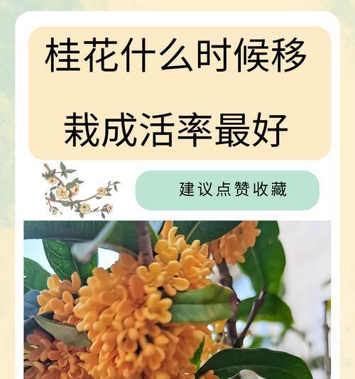 桂花的开花季节是什么时候？如何促进桂花开花？