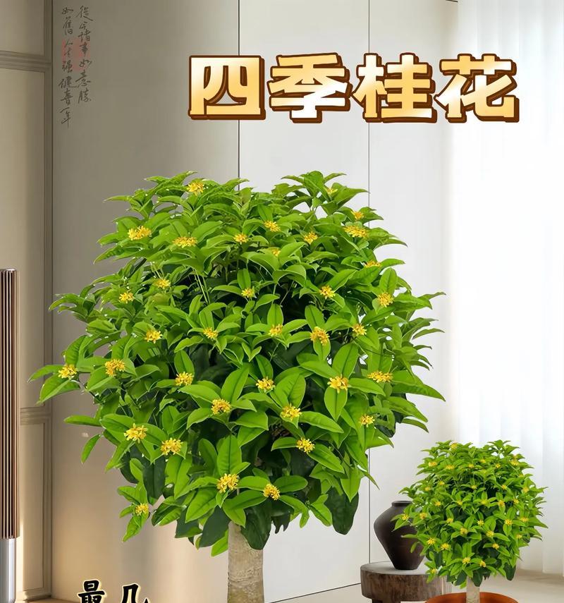 桂花的开花季节是什么时候？如何促进桂花开花？