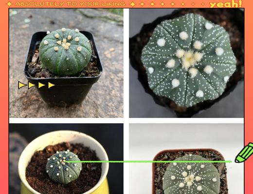 仙人球种植技巧有哪些？仙人球如何正确种植？