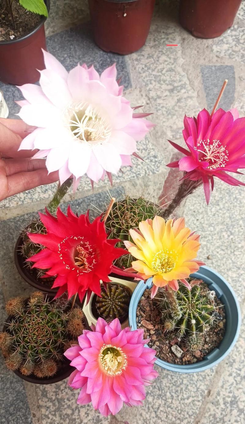 仙人球种植技巧有哪些？仙人球如何正确种植？