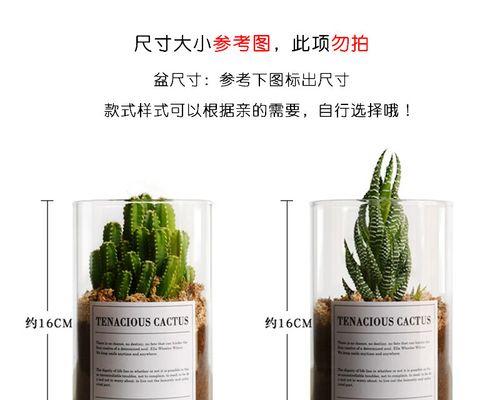 仙人掌属于哪个植物分类？养护时需要注意什么？
