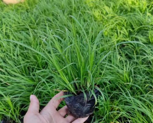 山西青绿苔草盆栽特点是什么？如何养护？